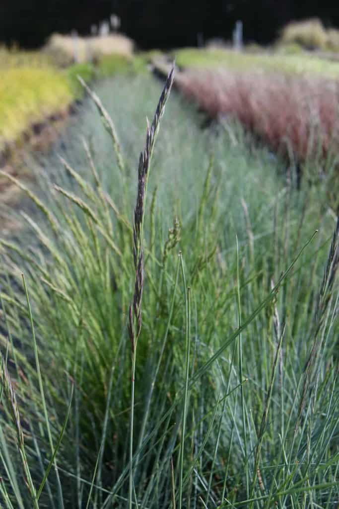 Festuca glauca ---